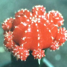 gymnocalycium michanovichii  f  rubra