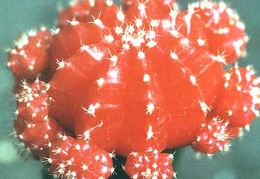 gymnocalycium michanovichii  f  rubra