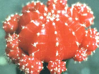 gymnocalycium michanovichii  f  rubra