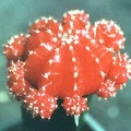 gymnocalycium michanovichii  f  rubra