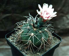 Gymnocalycium horizonthalonium