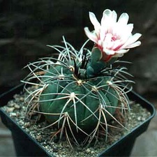 Gymnocalycium horizonthalonium