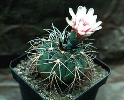Gymnocalycium horizonthalonium