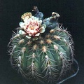Gymnocalycium spegazzinii