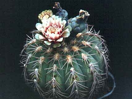 Gymnocalycium spegazzinii