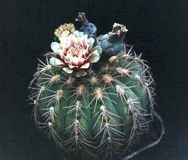 Gymnocalycium spegazzinii