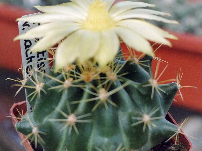 Hamatocactus sinuatus (Ferocactus hamatacanthus)