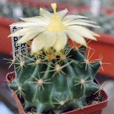 Hamatocactus sinuatus (Ferocactus hamatacanthus)