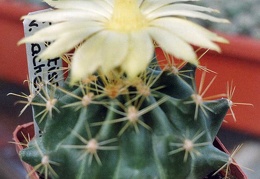 Hamatocactus sinuatus (Ferocactus hamatacanthus)