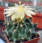 Hamatocactus sinuatus (Ferocactus hamatacanthus)