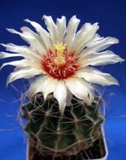 Hamatocactus hamatacanthus Lira