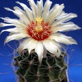 Hamatocactus hamatacanthus Lira