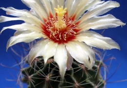 Hamatocactus hamatacanthus Lira