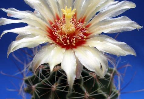 Hamatocactus hamatacanthus Lira