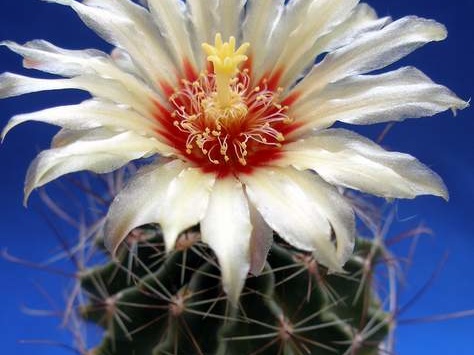 Hamatocactus hamatacanthus Lira
