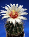 Hamatocactus hamatacanthus Lira