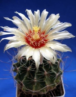 Hamatocactus hamatacanthus Lira