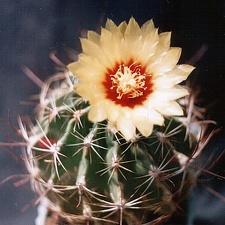 Hamatocactus (Thelocactus) setispinus