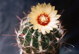 Hamatocactus (Thelocactus) setispinus