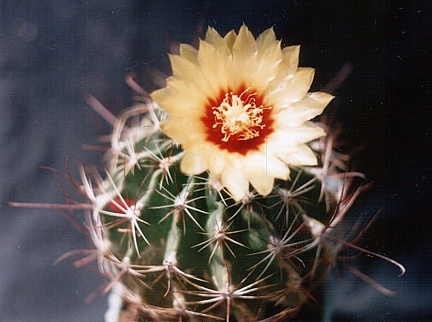 Hamatocactus (Thelocactus) setispinus