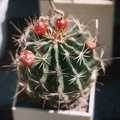 Hamatocactus (Thelocactus) setispinus