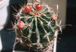 Hamatocactus (Thelocactus) setispinus