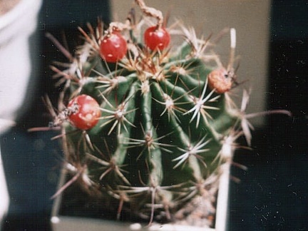 Hamatocactus (Thelocactus) setispinus