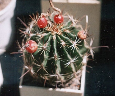 Hamatocactus (Thelocactus) setispinus