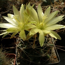 Hamatocactus sinuatus v. papyracanthus