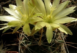 Hamatocactus sinuatus v. papyracanthus