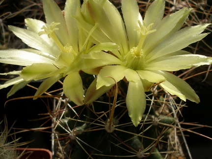 Hamatocactus sinuatus v. papyracanthus