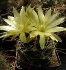 Hamatocactus sinuatus v. papyracanthus