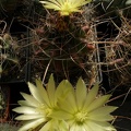 Hamatocactus sinuatus v papyracanthus