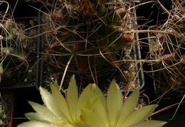 Hamatocactus sinuatus v papyracanthus
