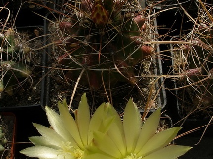 Hamatocactus sinuatus v papyracanthus