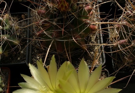 Hamatocactus sinuatus v papyracanthus