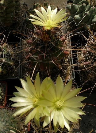 Hamatocactus sinuatus v papyracanthus