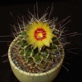 Ph Hamatocactus setispinus VitNat