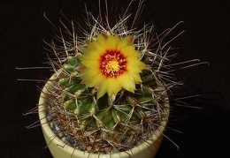 Ph Hamatocactus setispinus VitNat