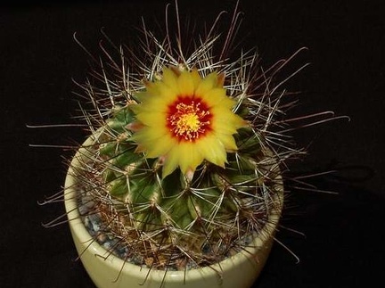 Ph Hamatocactus setispinus VitNat
