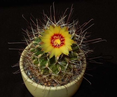 Ph Hamatocactus setispinus VitNat