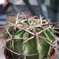 Homalocephala texensis 001