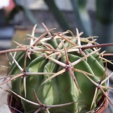 Homalocephala texensis 001