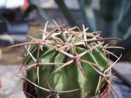 Homalocephala texensis 001