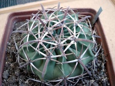 Homalocephala texensis Burzak FG