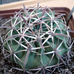 Homalocephala (Echinocactus)
