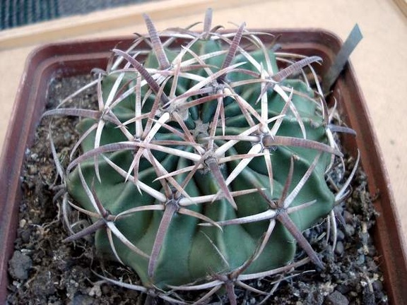 Homalocephala texensis Burzak FG