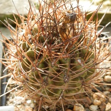Horridocactus tuberisulcatus