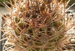 Horridocactus tuberisulcatus