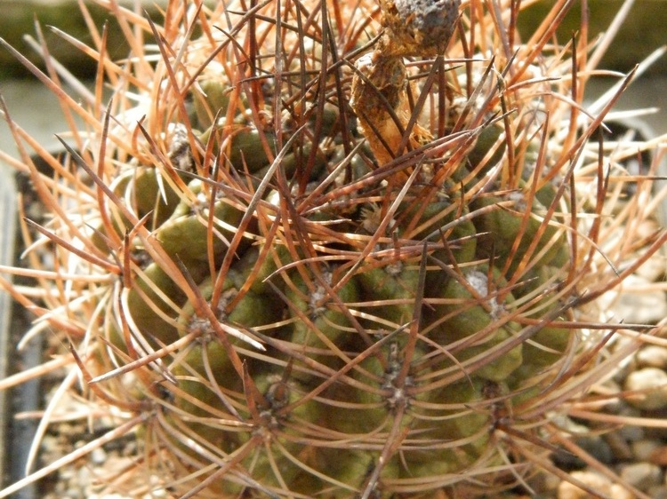 Horridocactus tuberisulcatus